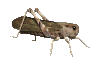 Insecte sauterelles001