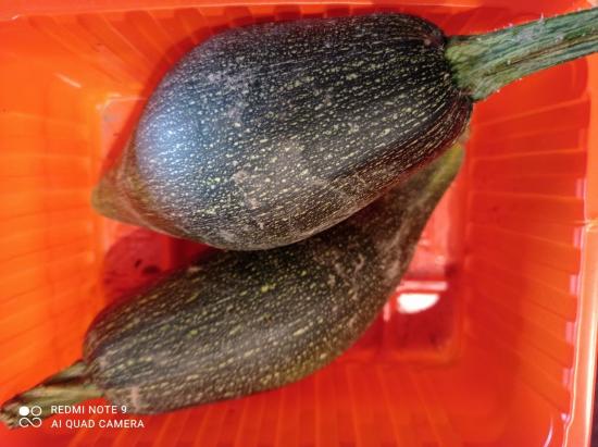 Courgettes 2022