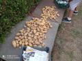 Pommes de terre Charlotte de Septembre 2022