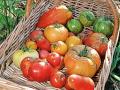 Tomates du jardin août 2011