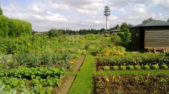 Le potager Juillet 2014