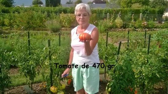 Tomate de 470 gr