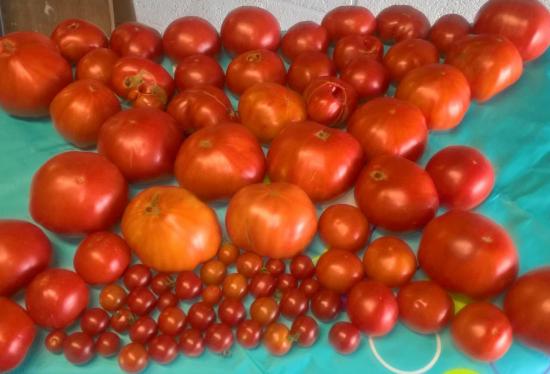 C'est le top...les tomates 2017....super.