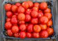 Septembre ... c'est toujours formidable  les tomates  !!!