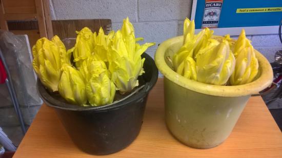 Les endives 2018 