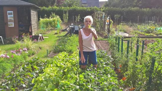 Haricots Juillet 2018