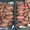 Récolte pommes de terre Juillet 2018 -1 caisse par rang
