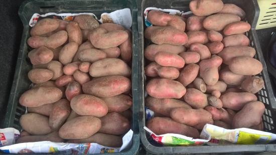 Récolte pommes de terre Juillet 2018 -1 caisse par rang