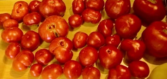 Tomates Août 2018