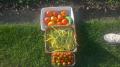 Récolte de tomates et de haricots  Août 2019