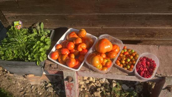 Une des récoltes du 29 Août 2019...Tomates et Framboises